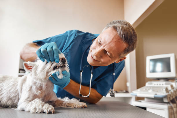 Best After-Hours Dental Trauma Care in Jonesville, VA
